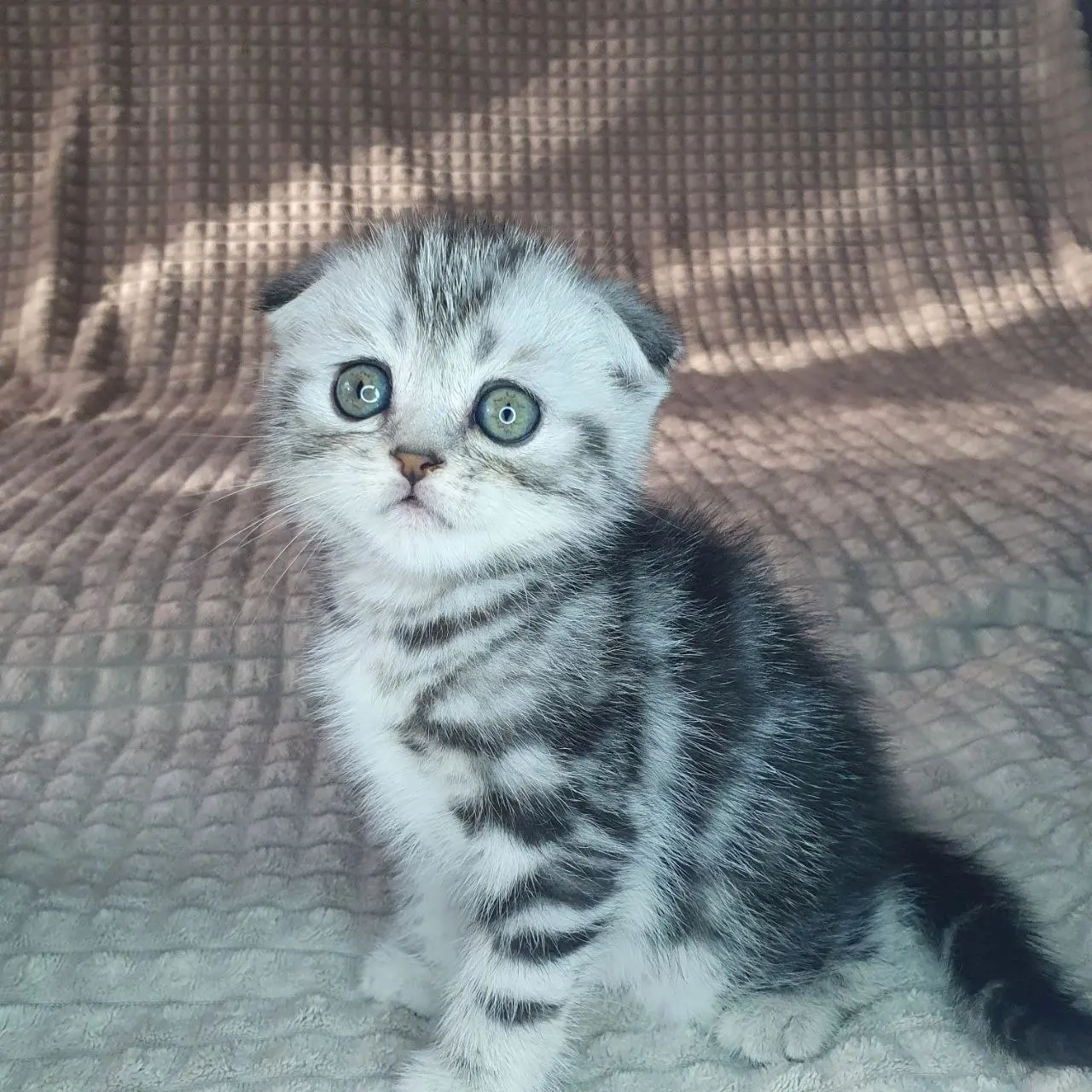 Котёнок Скоттиш фолд чёрный серебристый мрамор