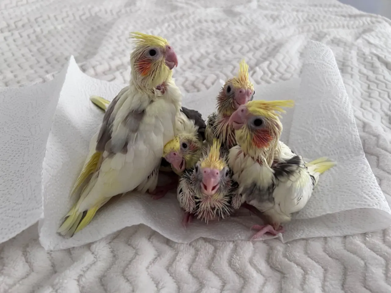 Пташенята Корели (Cockatiel chicks)