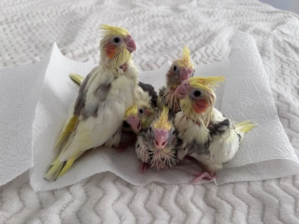 Пташенята Корели (Cockatiel chicks)