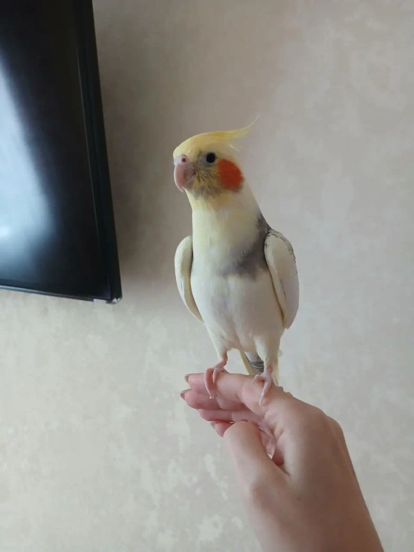 Корелла самка, 3 года, ручная
