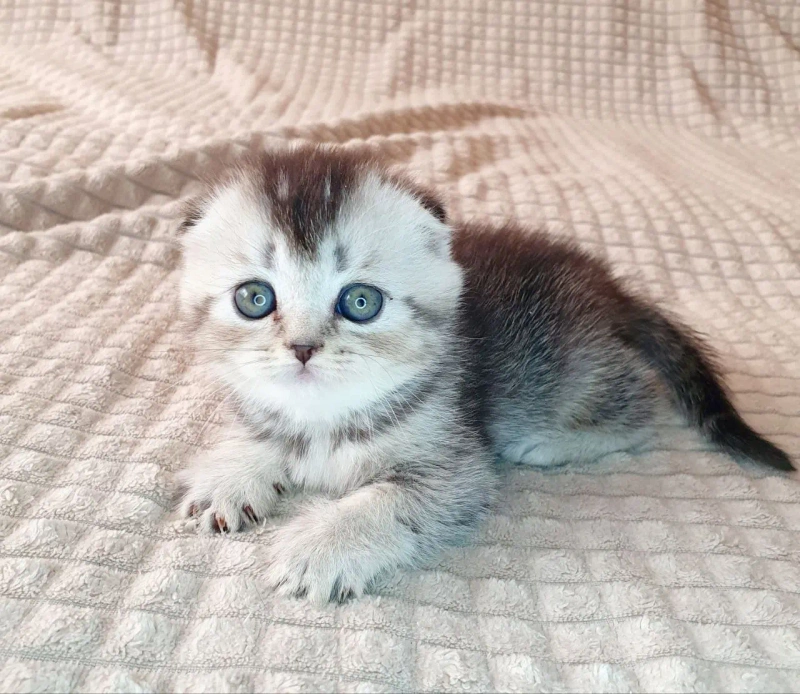 Котёнок Скоттиш фолд черный серебристый тикинг — фото 2