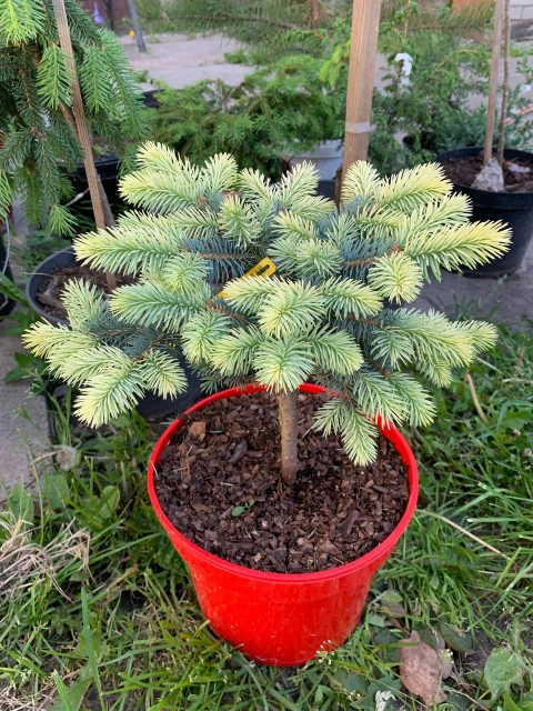 ΠΠ»Ρ "ΠΠ΅Π»ΠΎΠ±ΠΎΠΊ" (Picea abies 'BiaΕobok')
