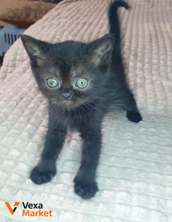 Котёнок Скоттиш страйт черный солид