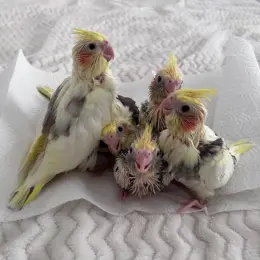 Пташенята Корели (Cockatiel chicks)