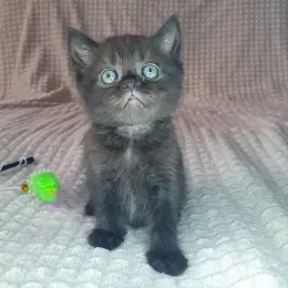 Котёнок Скоттиш страйт черный солид