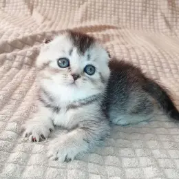 Котёнок Скоттиш фолд черный серебристый тикинг