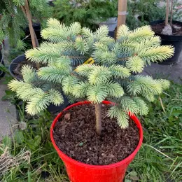 Ель "Белобок" (Picea abies 'Białobok')