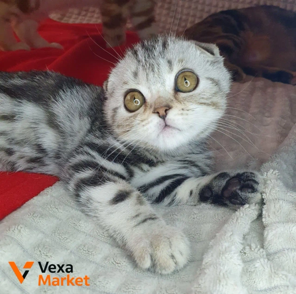 Кошеня Скоттиш фолд чорний сріблястий мармур