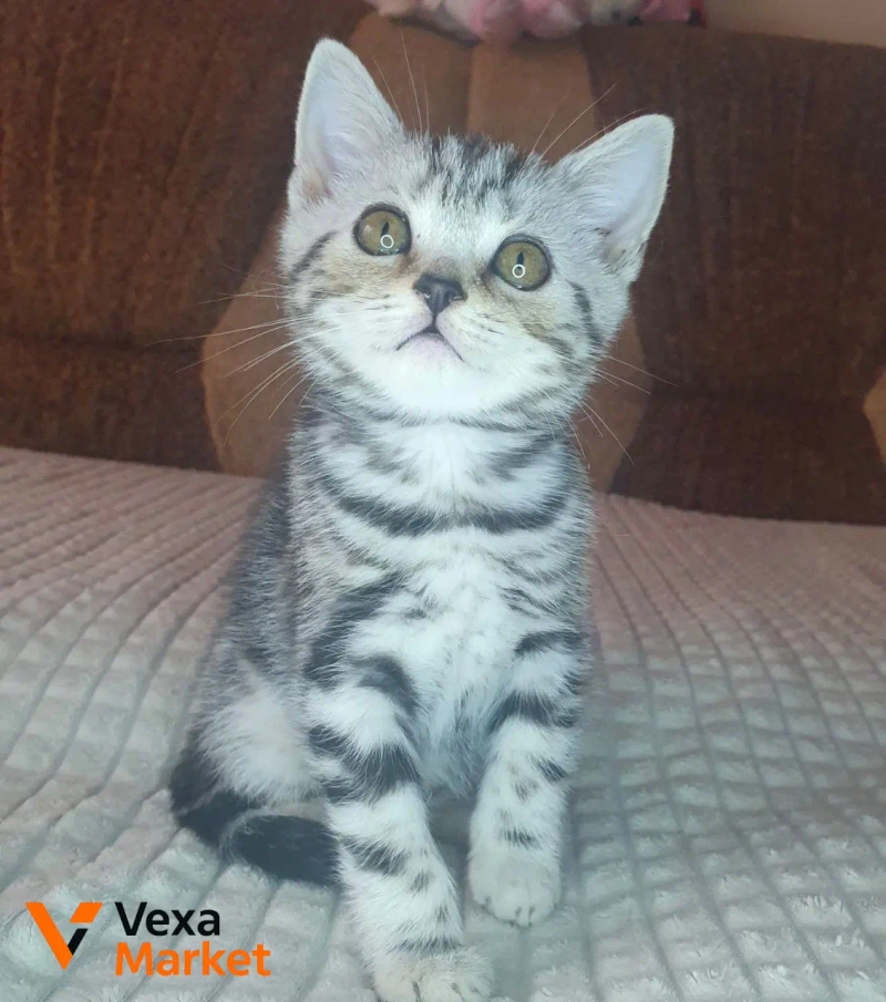 Кошеня Скоттиш страйт чорний сріблястий мармур — фото 5