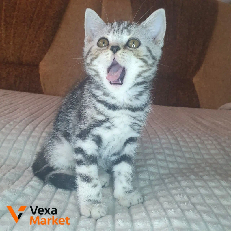 Кошеня Скоттиш страйт чорний сріблястий мармур — фото 6
