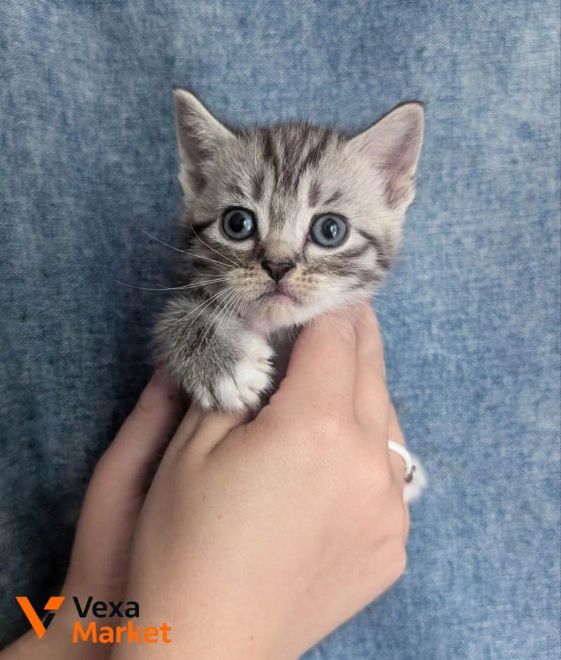 Шотландский котенок — фото 2