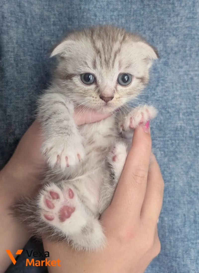 Шотландский котенок — фото 4