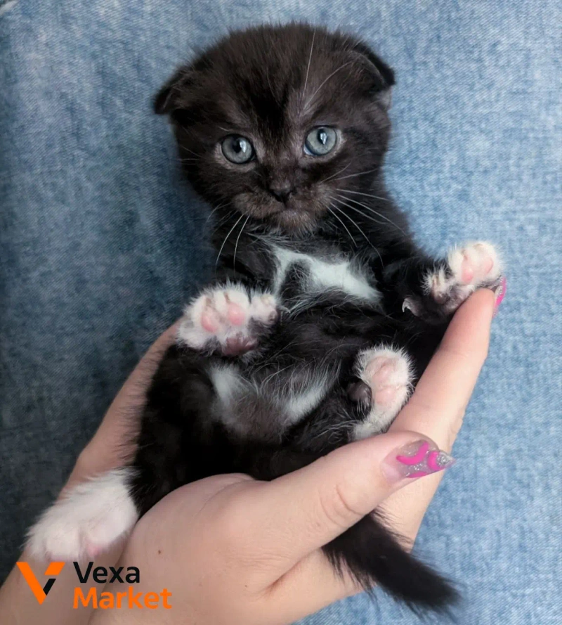 Шотландский котенок — фото 6