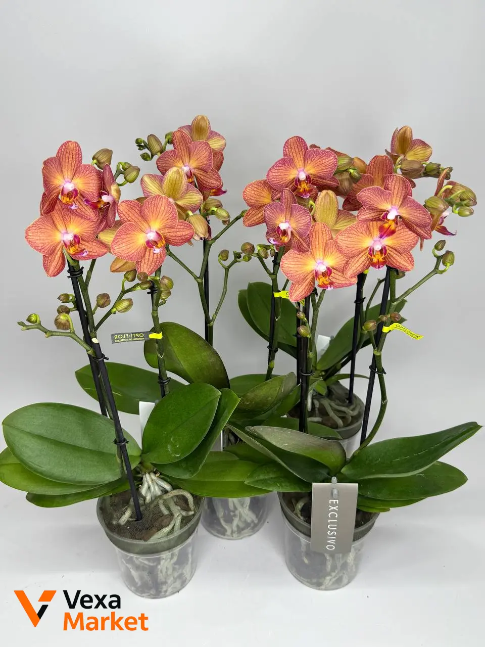 Орхідея Мультифлора руда Opti Flor