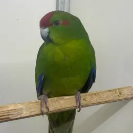 Какарик хлопчик зелений, 3 місяці