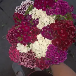 Гвоздика Турецька букет