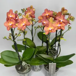 Орхідея Мультифлора руда Opti Flor