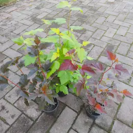 Саджанці пухироплідника калинолистого (Physocarpus opulifolius) трьох сортів