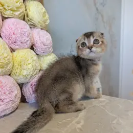 Кошеня Скоттиш фолд чорний тікінг