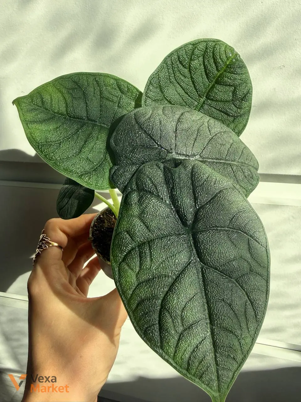 Alocasia Melo