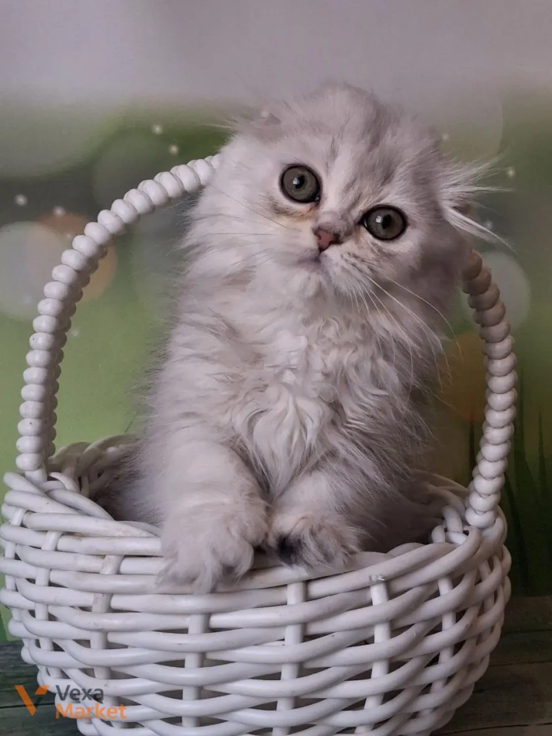 Кошеня Скоттиш фолд чорна срібляста затушована — фото 3