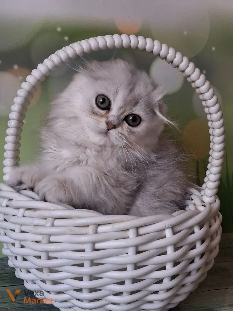 Кошеня Скоттиш фолд чорна срібляста затушована — фото 4