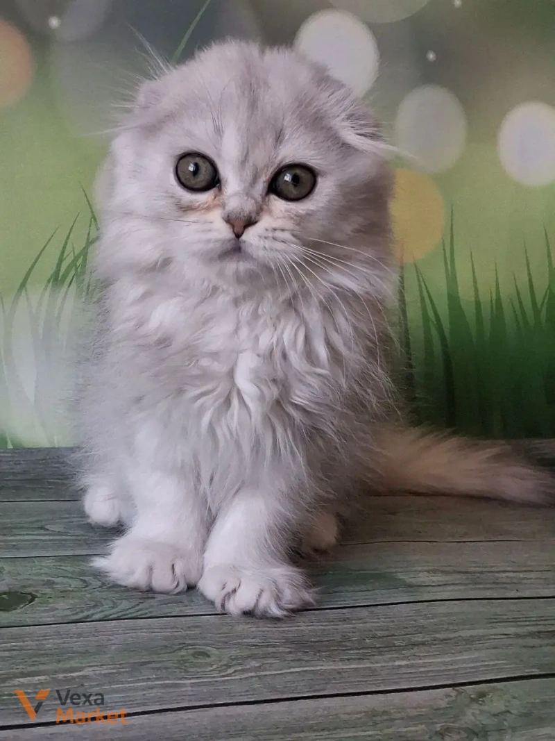 Кошеня Скоттиш фолд чорна срібляста затушована — фото 5