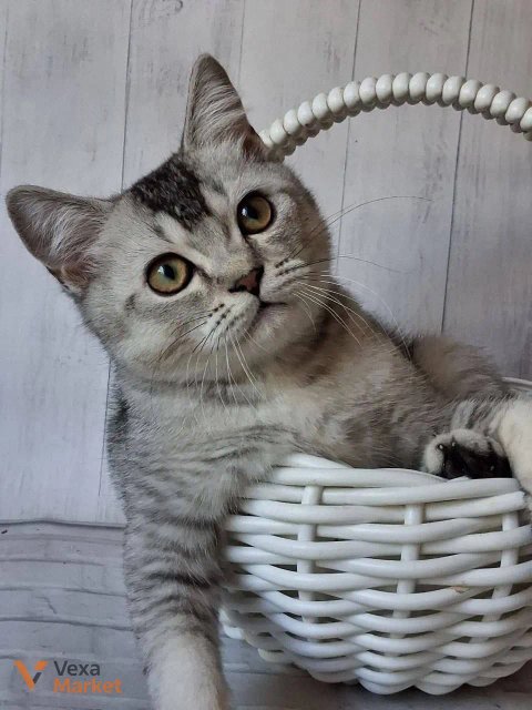 Кошеня Скоттиш страйт чорний сріблястий тікований