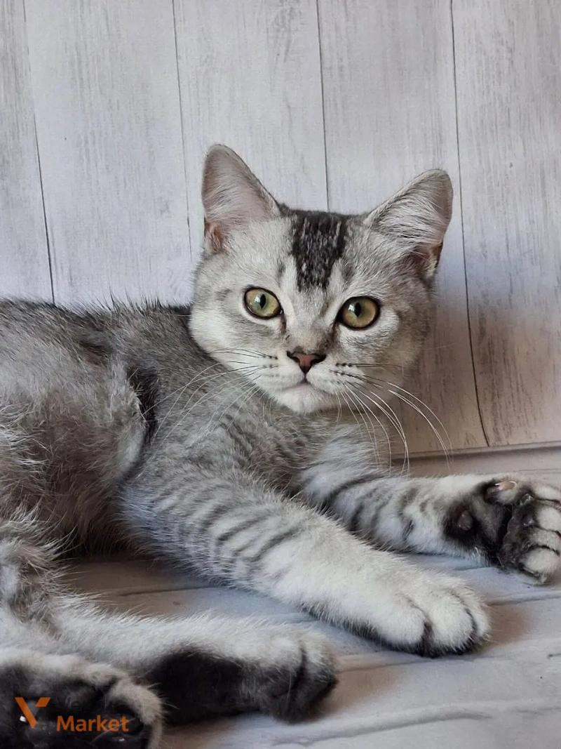 Кошеня Скоттиш страйт чорний сріблястий тікований — фото 3