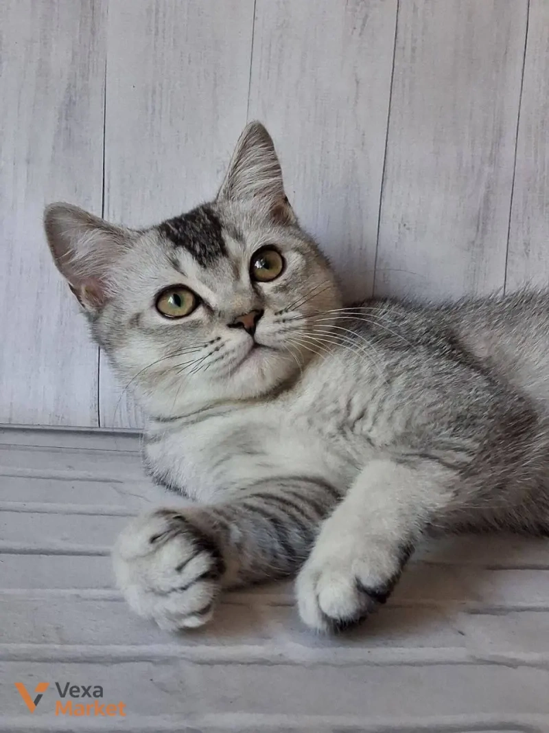 Кошеня Скоттиш страйт чорний сріблястий тікований — фото 4