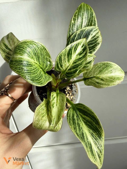 Philodendron Birkin