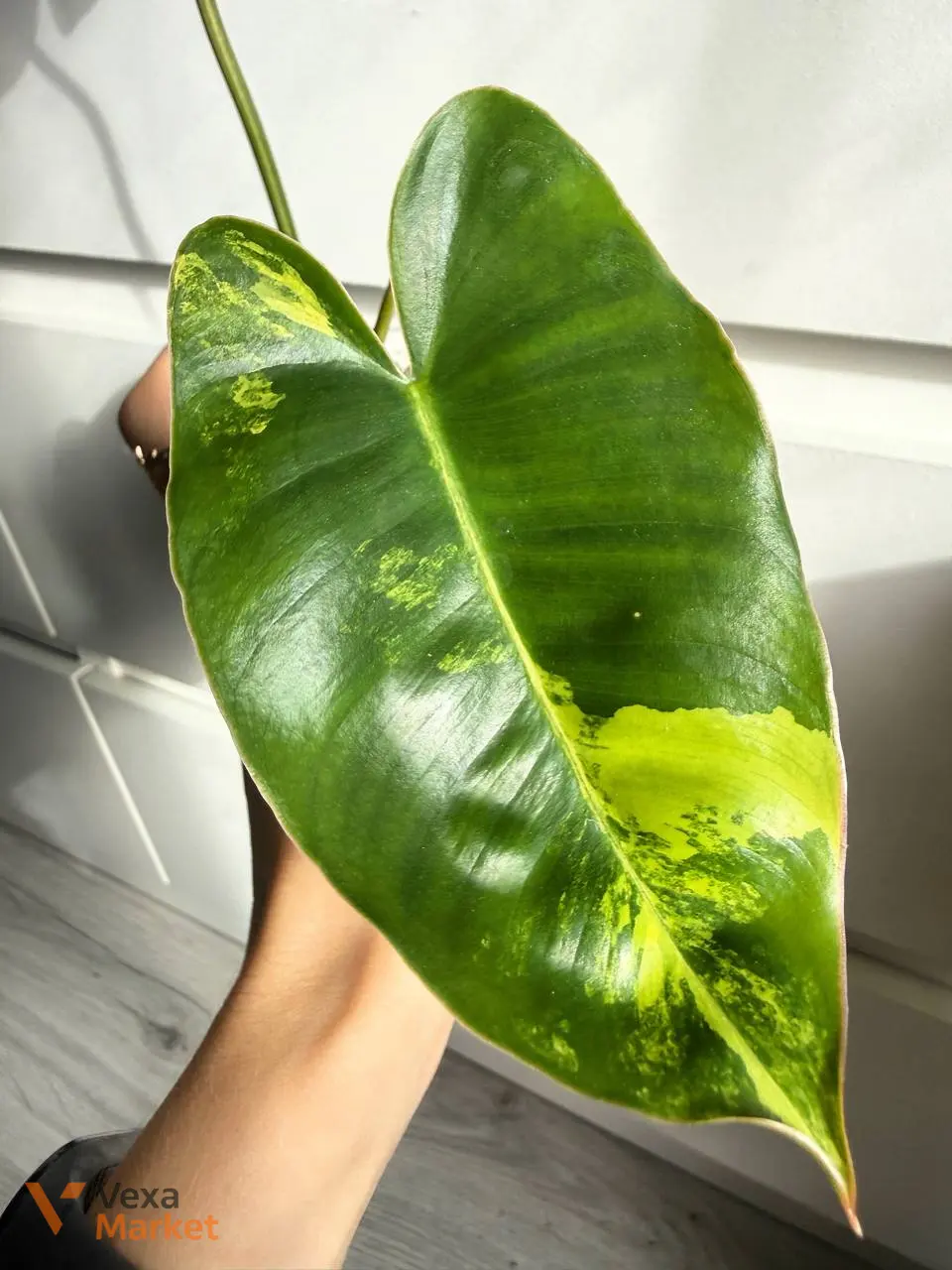 Philodendron Burle Marx Variegated — фото 2