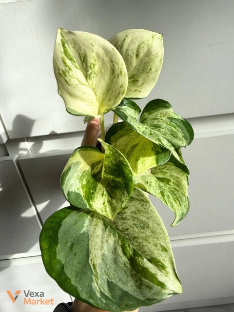 Snindapsus Happy leaf