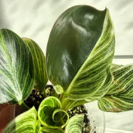 Philodendron white measure