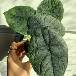 Alocasia Melo