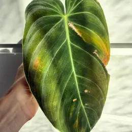 Philodendron Melanochrysum