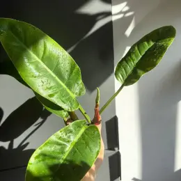 Philodendron Imperial Green в горшке 12
