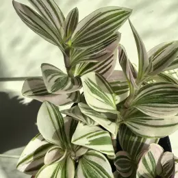 Tradescantia в горшке 9