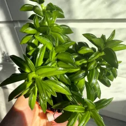Peperomia nivalis в горшке 6