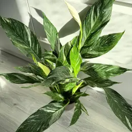 Spathiphyllum Diamond Variegated в горшке 14