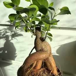 Ficus Microcarpa Ginseng в горшке 9