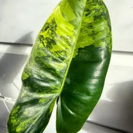 Philodendron Burle Marx Variegated