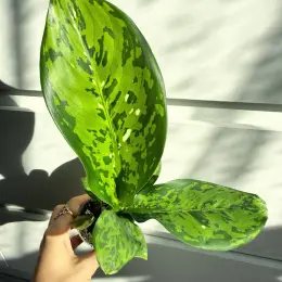 Dieffenbachia Crocodile