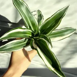 Dracaena White Jewel в горшке 6