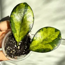 Hoya Lisa Australis