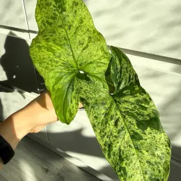 Сингониум Mojito-Mottled