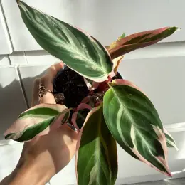 Stromanthe Tricolor - 5 ростків в горщику