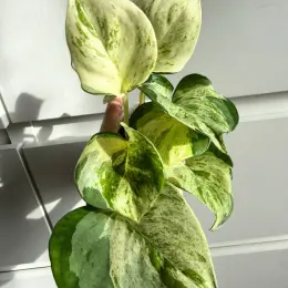 Snindapsus Happy leaf