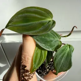 Philodendron Micans