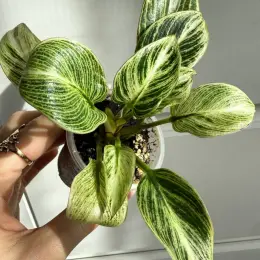 Philodendron Birkin